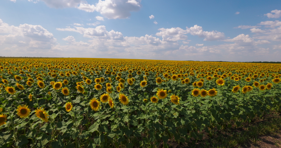 Agriculture. Field Yellow Sunflower. Rural Landscape on a Farm. Nature, Blue Sky and White Clouds. Crop Yellow Sunflowers. Farmland. Agrarian Industry. Scenic view in Horizon. Royalty-Free Stock Footage #1092111163