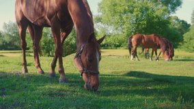beautiful horses in the field. High quality 4k footage
