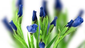 Time-lapse of growing blue, purple bouquet of irises flower. Background of iris flowers. Spring flowers irises blooming on white background. Macro, 4k. Concept: easter, spring, Love, birthday