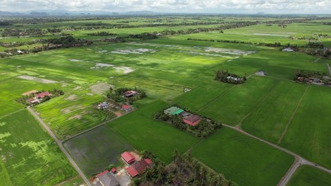 Paddy Rice Fields Kedah Perlis Malaysia Stock Footage Video (100% ...
