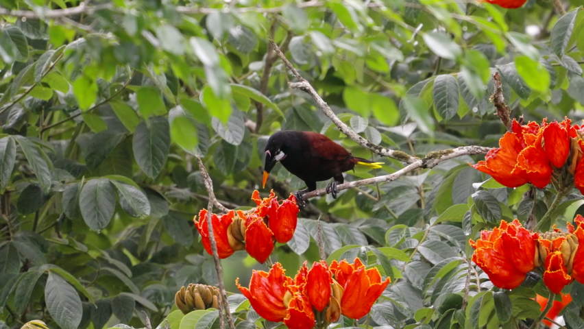 a high frame rate clip of a montezuma oropendola feeding on red african tulip tree flowers at boca tapada in costa rica Royalty-Free Stock Footage #1092119425