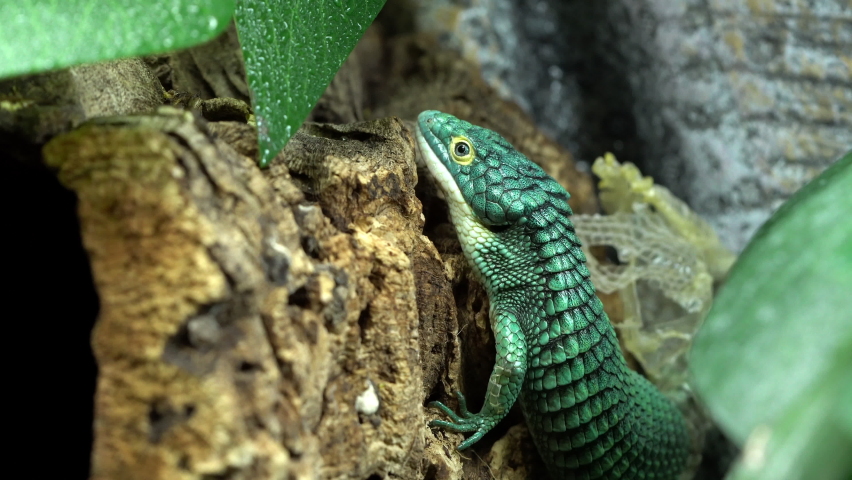Mexican Alligator Lizard shedding skin rubbing on bark trying to get it to pull off the skin on the Abronia Graminea. Royalty-Free Stock Footage #1092119845