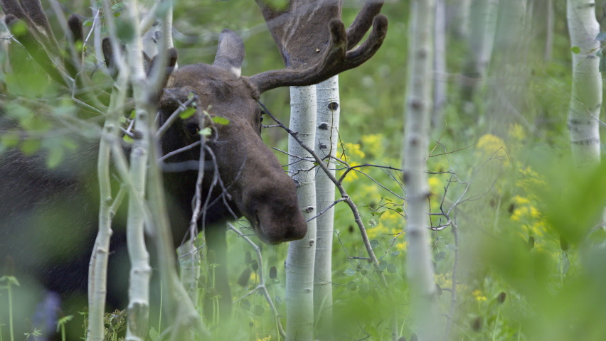 Bull moose in thick forest eating leaves off trees in Utah in the wilderness in Big Cottonwood Canyon. Royalty-Free Stock Footage #1092119877