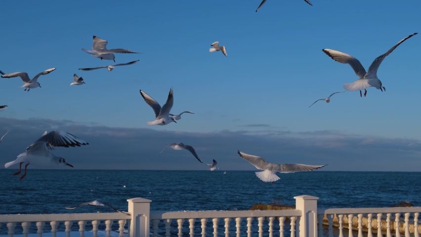 Seagulls fly a lot in the sky. Beautiful graceful seabirds. The concept of freedom, flight, travel. Wild life. White birds on a blue background of clouds. Feeding birds. Rapid movement of the wings