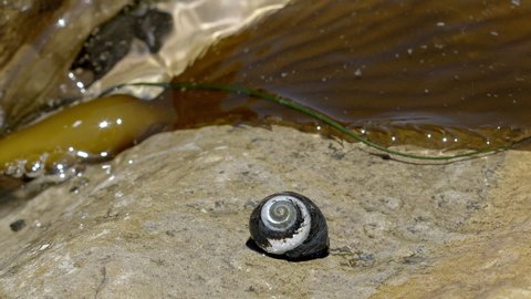 California Coast Snail Crawls Across Rock