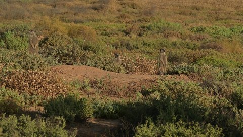 Meerkats in a savannah near Oudtshoorn South Africa