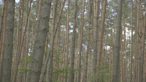 Undulating Trees Wind Stock Footage Video (100% Royalty-free ...