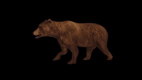 African Bear Walk animation.Full HD 1920×1080.7 Second Long.Transparent Alpha video LOOP.