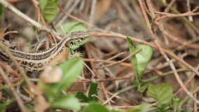 Lizard between leaves and twigs hides in a grass.
Close-up video footage of a lizard.