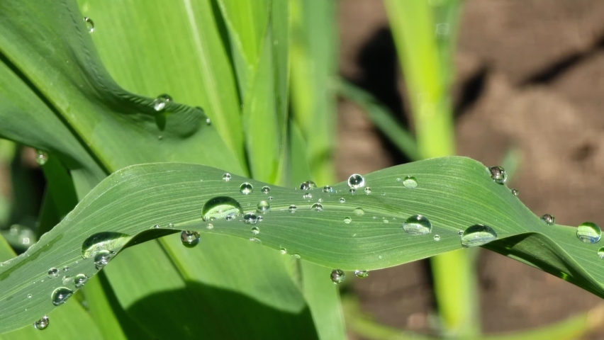 Many drops of water after rain on a leaf of ground corn on a sunny morning.