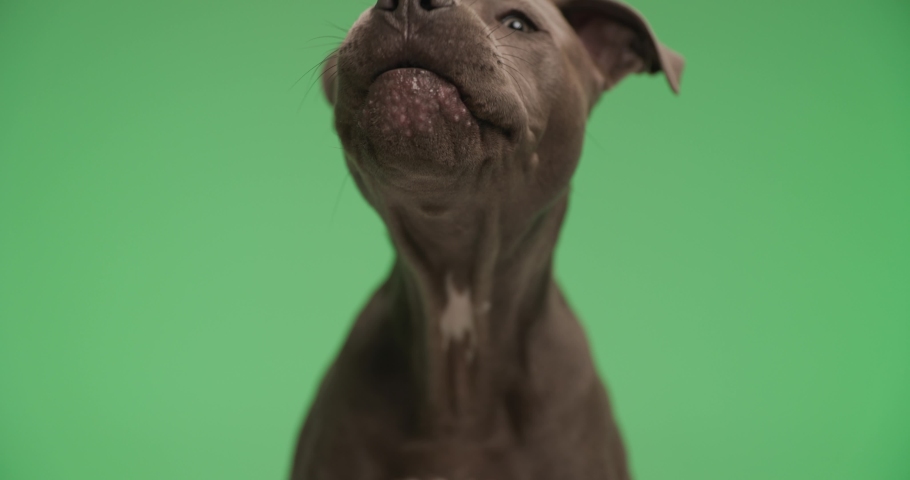 beautiful American Staffordshire terrier dog sticking out tongue and licking nose while looking down on green background Royalty-Free Stock Footage #1092130745