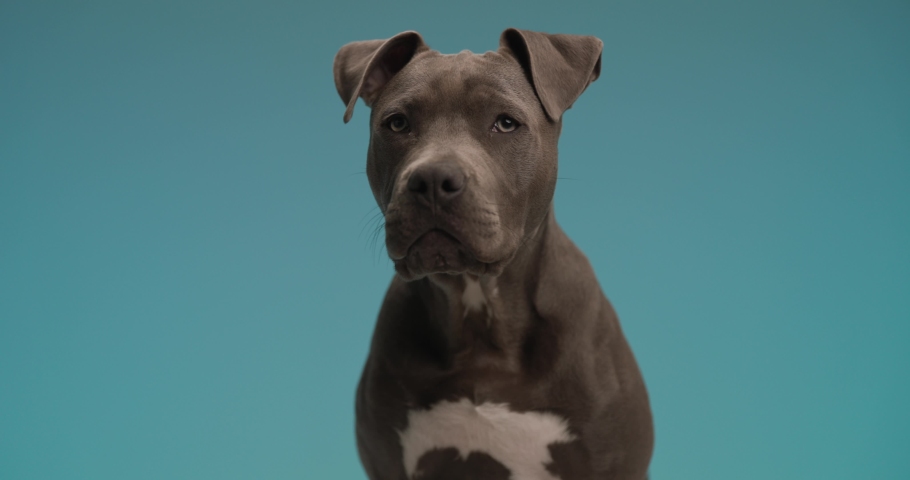 project video of curious amstaff dog in front of blue background looking up, barking and jumping in studio