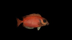 Red Siganus Fish animation.Full HD 1920×1080.8 Second Long.Transparent Alpha video.LOOP.