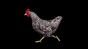 Chicken Run animation.Full HD 1920×1080.6 Second Long.Transparent Alpha video.LOOP.