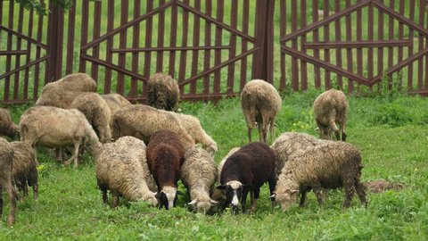 sheep graze in the field. homemade milk. sheep meat for food. restaurant food. sheep skins