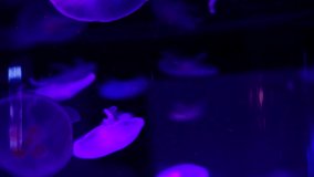 Small jellyfishes illuminated with blue and pink light swimming in aquarium. Video