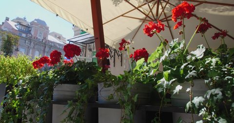 Close-up track shot of red geranium flowers growing in pots near the summer terrace of a cafe with umbrellas on a city street on a sunny beautiful day.