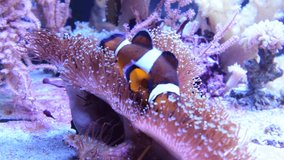 Amphiprion Ocellaris Clownfish swimming in Marine Aquarium. Clown fish hiding in colorful anemone