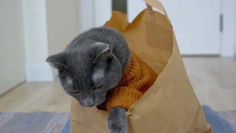 A cute gray cat in a knitted cardigan sits in a paper bag. A funny gray cat sitting in a bag from a supermarket crawls out of it. The life of domestic cats is happiness for single people.