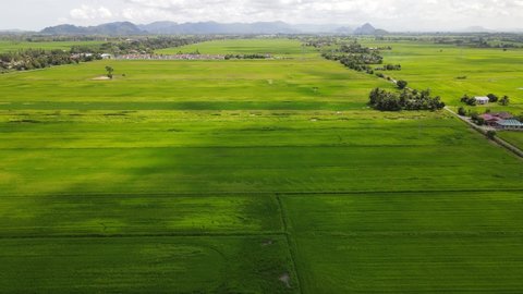 Paddy Rice Fields Kedah Perlis Malaysia Stock Footage Video (100% ...