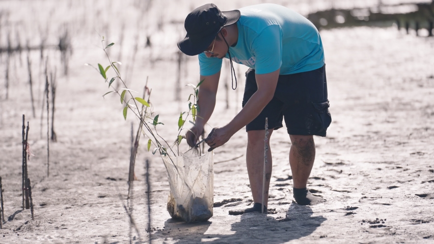 Asian man volunteer helpers plant trees in mangrove forests for environmental protection and ecology, reducing global warming.