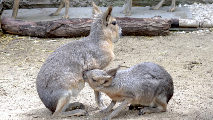 Patagonian mara in zoo park, club.baby patagonian mara eating breast milk from mother.mother breastfeeding cub,animal in zoo.little adorable animal sucking milk.close up 4k real time video.rabbit like