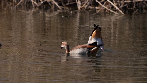 A 4K Video of an Egyptian Goose in the wild on a river floating and cleaning itself and waddling during the winter months on a Safari Drive 