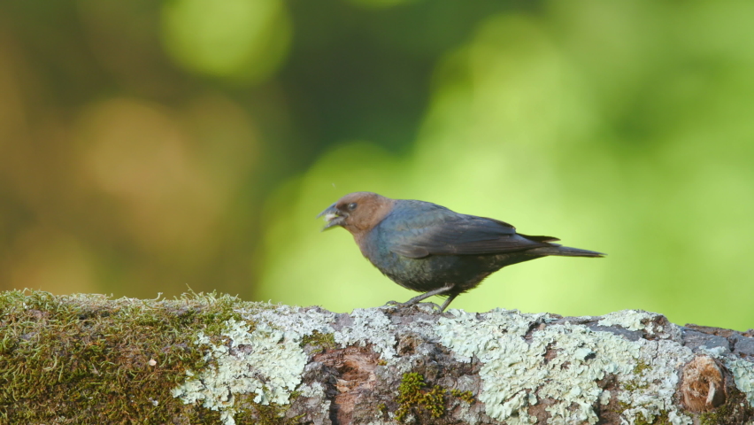 Brown Headed Cowbird finding food on a rotting log in the woods, Mt. Gilead, North Carolina, U.S.