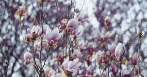 Dry Magnolia Flowers. Flower background video, Flowers Stock Videos