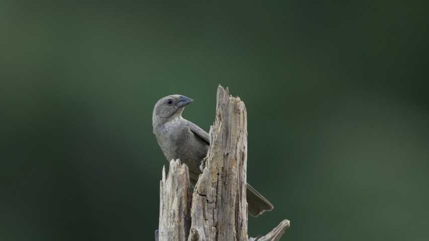 Female brown headed cowbird finds food on broken tree