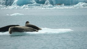 Several seal sunbathing on ice floe in glacier lagoon in Iceland. - Powered by Shutterstock - Get 15% off with code: PIKWIZARD15
