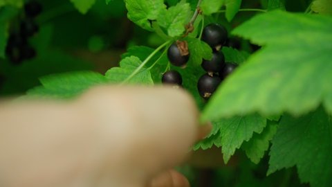 Hand picks black currant berries close-up, selective focus.