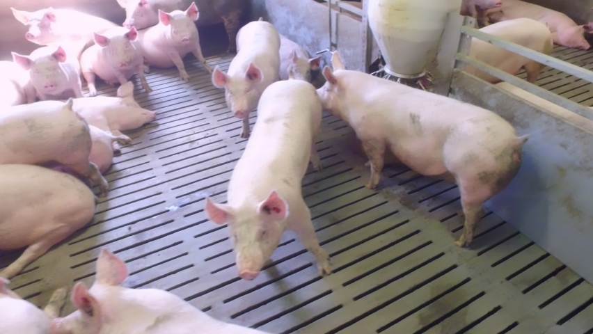 Cute piglet animals resting in the feeding crates at the farming facility. Cute animals lying on the floor of the farm. Cute animals with yellow tags on the ears are kept at the modern farm. | Shutterstock HD Video #1092173635