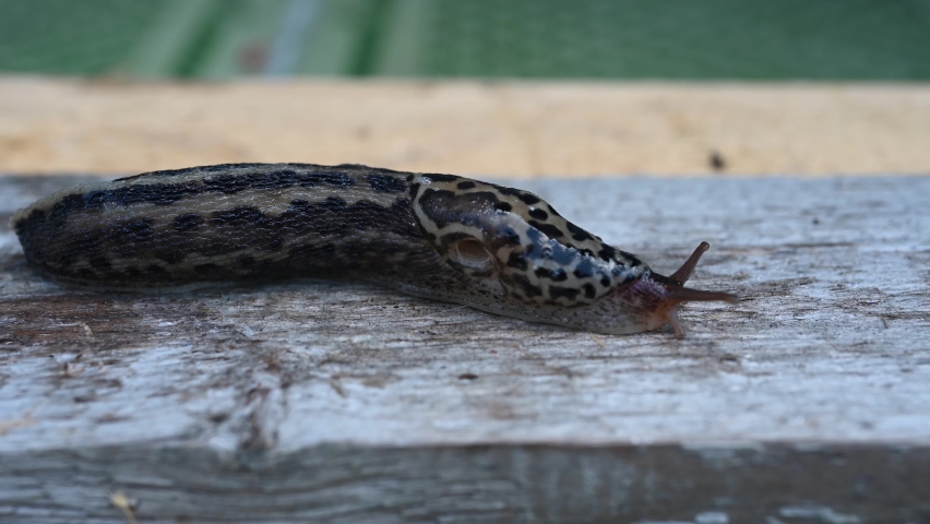 Limax maximus, biggest slug, known by the common names great grey slug and leopard slug, is a species of slug in the family Limacidae, the keeled slugs. It is among the largest keeled slugs. Royalty-Free Stock Footage #1092174137