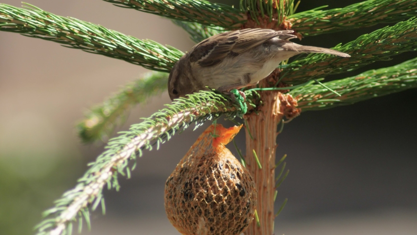 House sparrow came on pine branch and peck feed from the trough