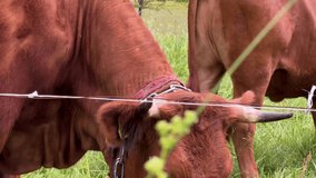 Polish Red Cattle Grazing On The Pasture Of A Farmland. Close-up - Powered by Shutterstock - Get 15% off with code: PIKWIZARD15