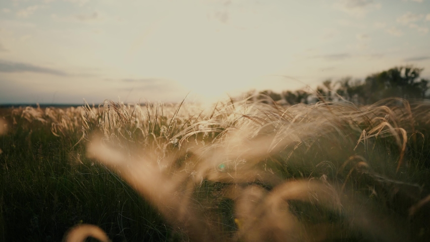 Dry grass in the field sways at sunset. ears of grass in a wild field in the park. sunset nature landscape concept. spikelets of grass silhouette landscape in nature lifestyle landscape | Shutterstock HD Video #1092182167