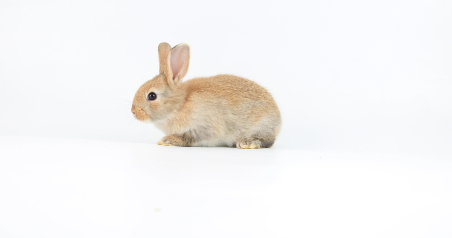 Healthy lovely new born baby bunny easter rabbit on white background. Cute fluffy rabbit on white background Lovely mammal with beautiful bright eyes in nature life. Easter symbol Animal concept. Royalty-Free Stock Footage #1092182947
