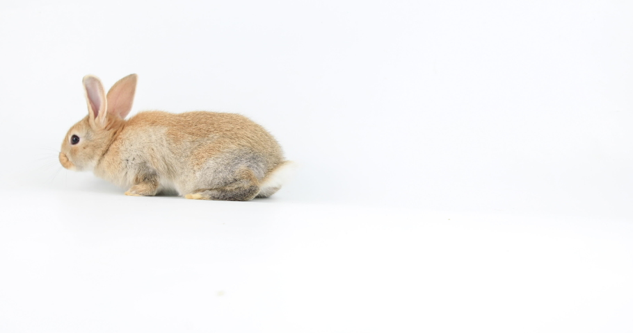 Healthy lovely new born baby bunny easter rabbit on white background. Cute fluffy rabbit on white background Lovely mammal with beautiful bright eyes in nature life. Easter symbol Animal concept. Royalty-Free Stock Footage #1092182947