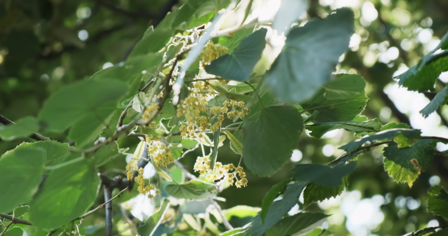 Close-up linden flowers blooming in sun, wind swaying. Yellow linden flowers in green tree leaves in morning sun light. Tilia platyphyllos. Flowering spring tree, bees pollinated. 4k natural footage Royalty-Free Stock Footage #1092183779
