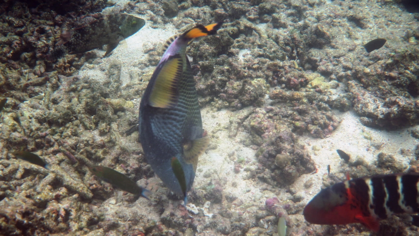 Underwater video of Titan Triggerfish or Balistoides viridescens in Gulf of Thailand. Giant tropical fish swimming among reef. Wild nature, sea life. Scuba diving or snorkeling.  Royalty-Free Stock Footage #1092184675