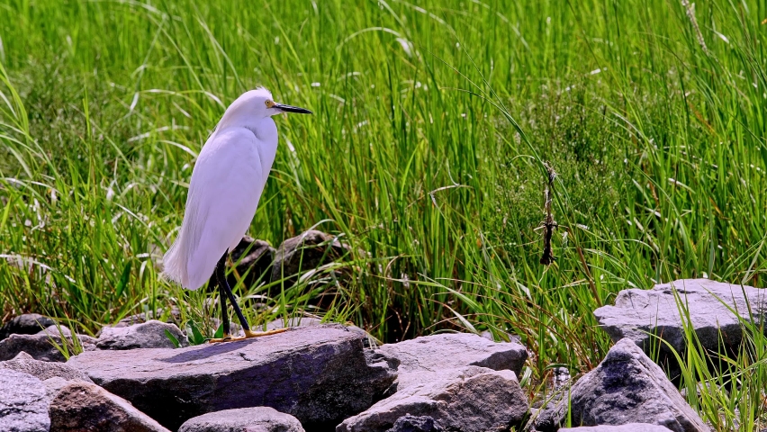 Snowy egret standing on rock near ocean in sunny day