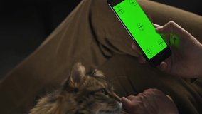 Man using smartphone with green mock-up screen in vertical mode and stroking the fluffy cat. Man browsing Internet, watching content, videos.
