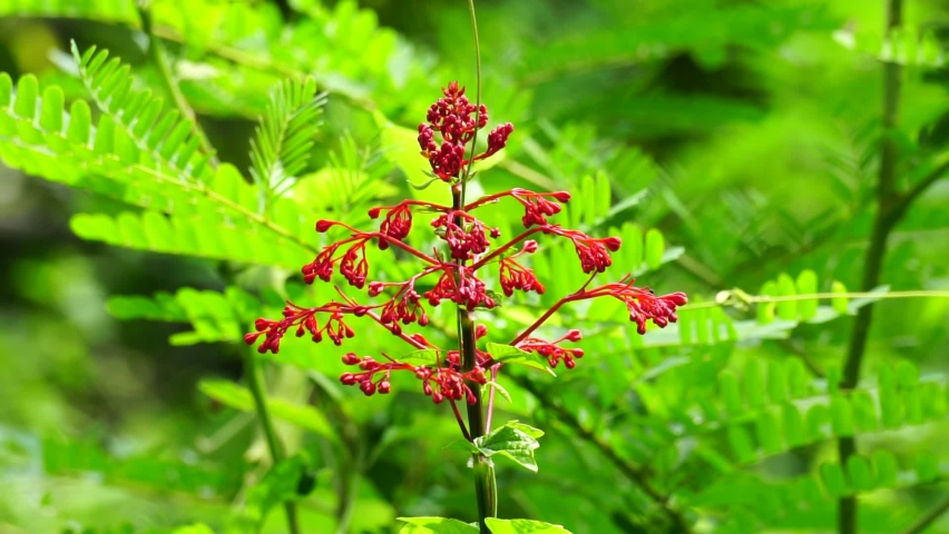 Clerodendrum paniculatum (Also called Bai Jek Hong, He Bao Hua, Pagoda Flowers) flower. Several scientific studies state that the leaves, flowers, and stems contain saponins and polyphenols