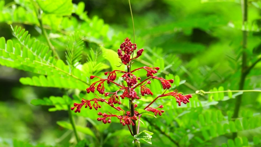 Clerodendrum paniculatum (Also called Bai Jek Hong, He Bao Hua, Pagoda Flowers) flower. Several scientific studies state that the leaves, flowers, and stems contain saponins and polyphenols