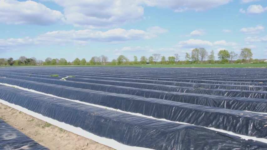 Asparagus fields, white asparagus covered with black tarpaulin in spring