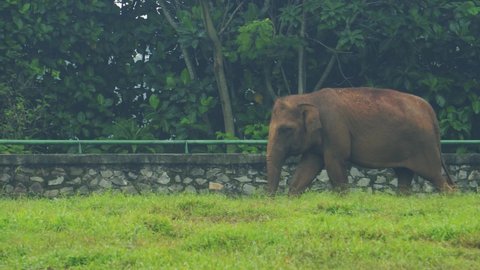 JAKARTA, INDONESIA - JUNE ‎19, ‎2021 : Unique activities of Sumatran elephants in their enclosures at the Ragunan Zoo