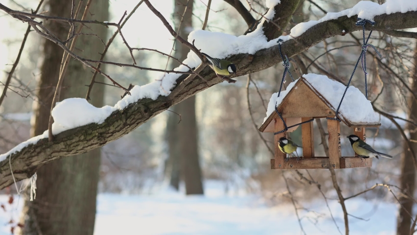 Hungry birds eat food from hanging feeder on sunny winter day in park. Bright yellow tits Parus major and other birds on tree branches outdoors. Selective focus. Taken from hand.  | Shutterstock HD Video #1092193573