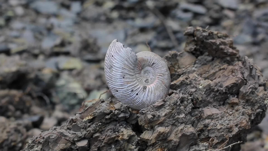 An ancient ammonite clam shell. Paleontological finds.