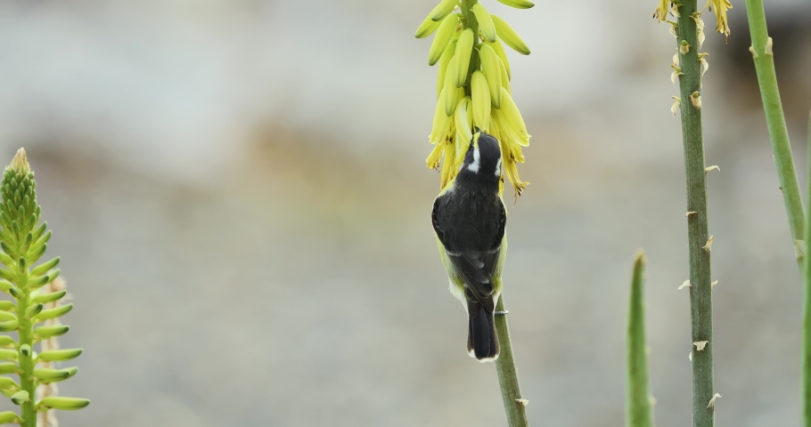 The bananaquit drinks nectar from the aloe vera flower - a slow-motion shot
